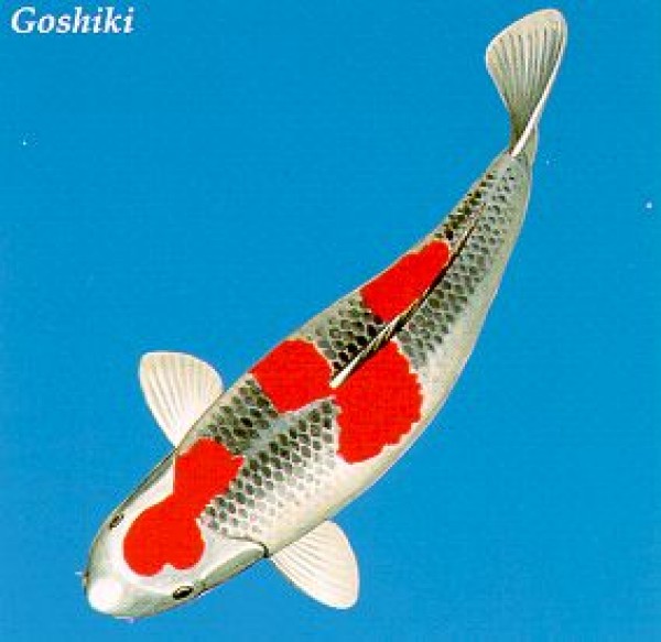 Goshiki