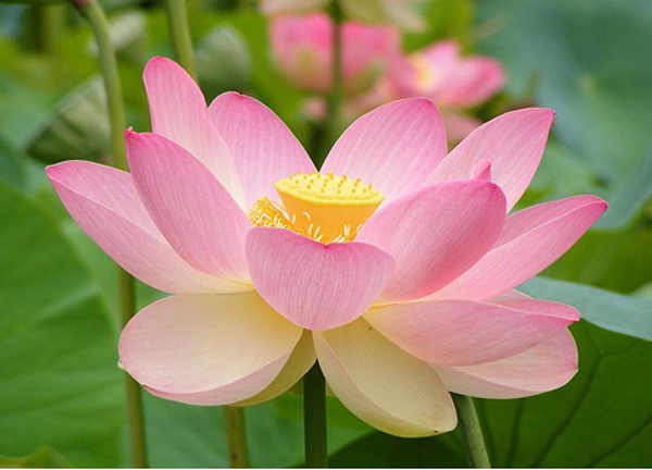 Hoa sen tượng trưng cho vẻ đẹp thanh cao, quý phái nhưng cũng rất bình dị. Chính vì thế, nó rất được mọi người ưa thích và trồng để trang trí trong nhà